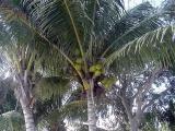 Coconuts.JPG 640 x 480 99.6 KB