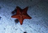 Starfish.jpg 592 x 400 106.4 KB