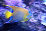 Yellow&BlueFish.jpg 592 x 400 63.2 KB
