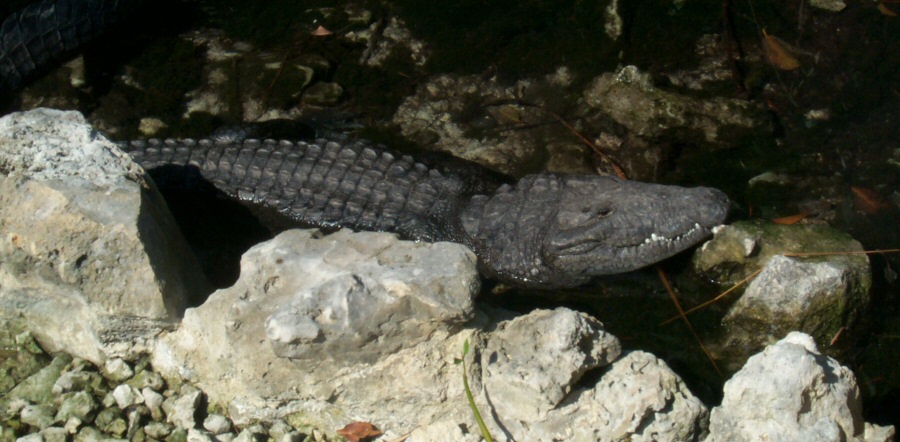 Alligator.jpg 146.9 KB
