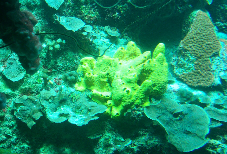 Coral1.jpg 274.8 KB
