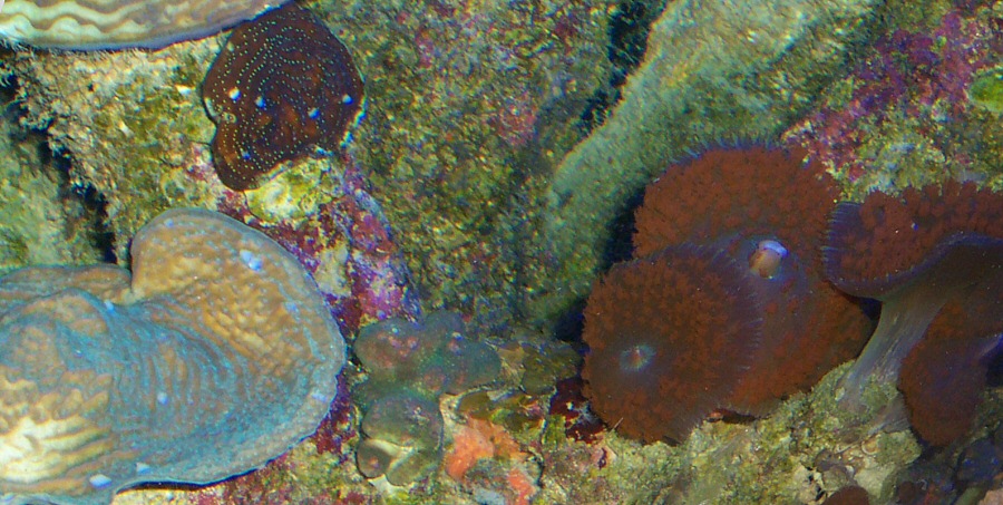 Coral2.jpg 204.3 KB