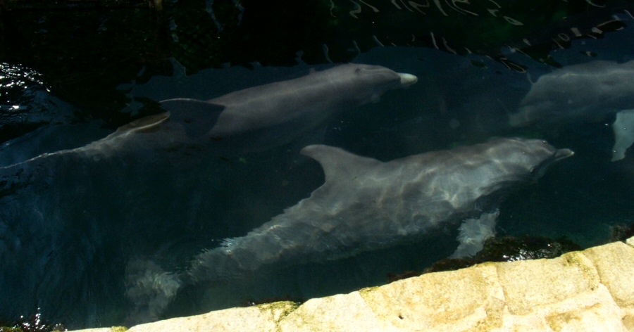 Dolphins.jpg 108.6 KB